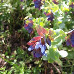 Meet your Posher, Oona